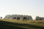 Unsere Lehrpferde stehen bei uns im Mittelpunkt. Die artgerechte Haltung unserer Pferde steht an erster Stelle. Den Frühling, Sommer und Herbst (so lange das Wetter mitspielt) verbringen sie im Herdenverband auf der Weide. Auch in den Wintermonaten sind sie täglich in ihrer Freizeit in großen Gruppen auf den Paddocks. Unserer offener und heller Stall ermöglicht weiterhin Sozialkontakt untereinander. Dies alles ist Voraussetzung für ein zufriedenes und ausgeglichenes Pferd.