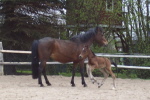 Stella als Fohlen mit Mutter Laura